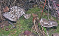 Hygrophorus camarophyllus
